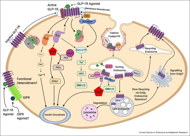 Molecular structure of GLP-1 and glucagon receptors